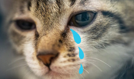 crying cat blue tears
