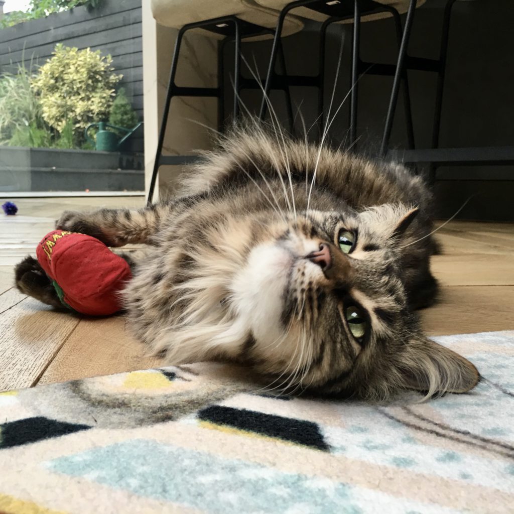 Fluffy tabby cat lying on floor