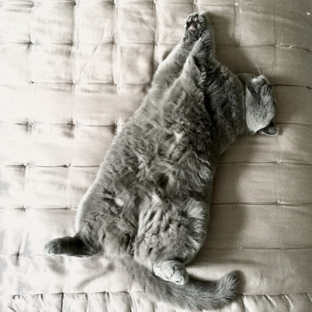 British Blue cat lying on its back, exposing its soft, furry tummy 