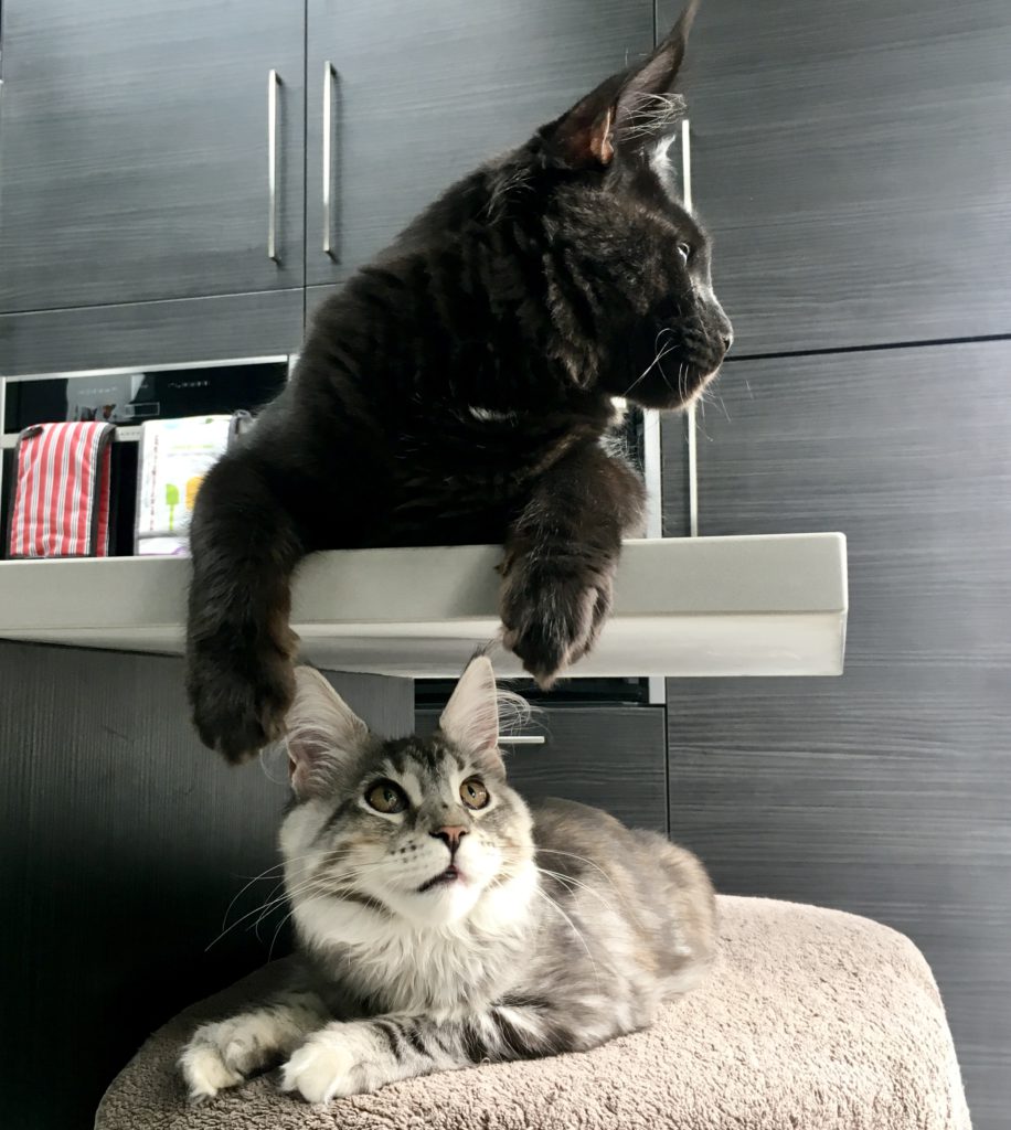 Two fluffy eared Maine Coon tennagers sitting in a kitchen. One is silver, the other black.