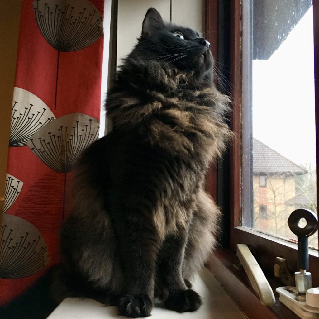 Wild looking super fluffy black and brown cat with a mane and ruff, looking out the window