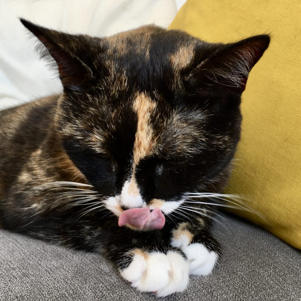 tortie cat sitting on sofa with tongue out