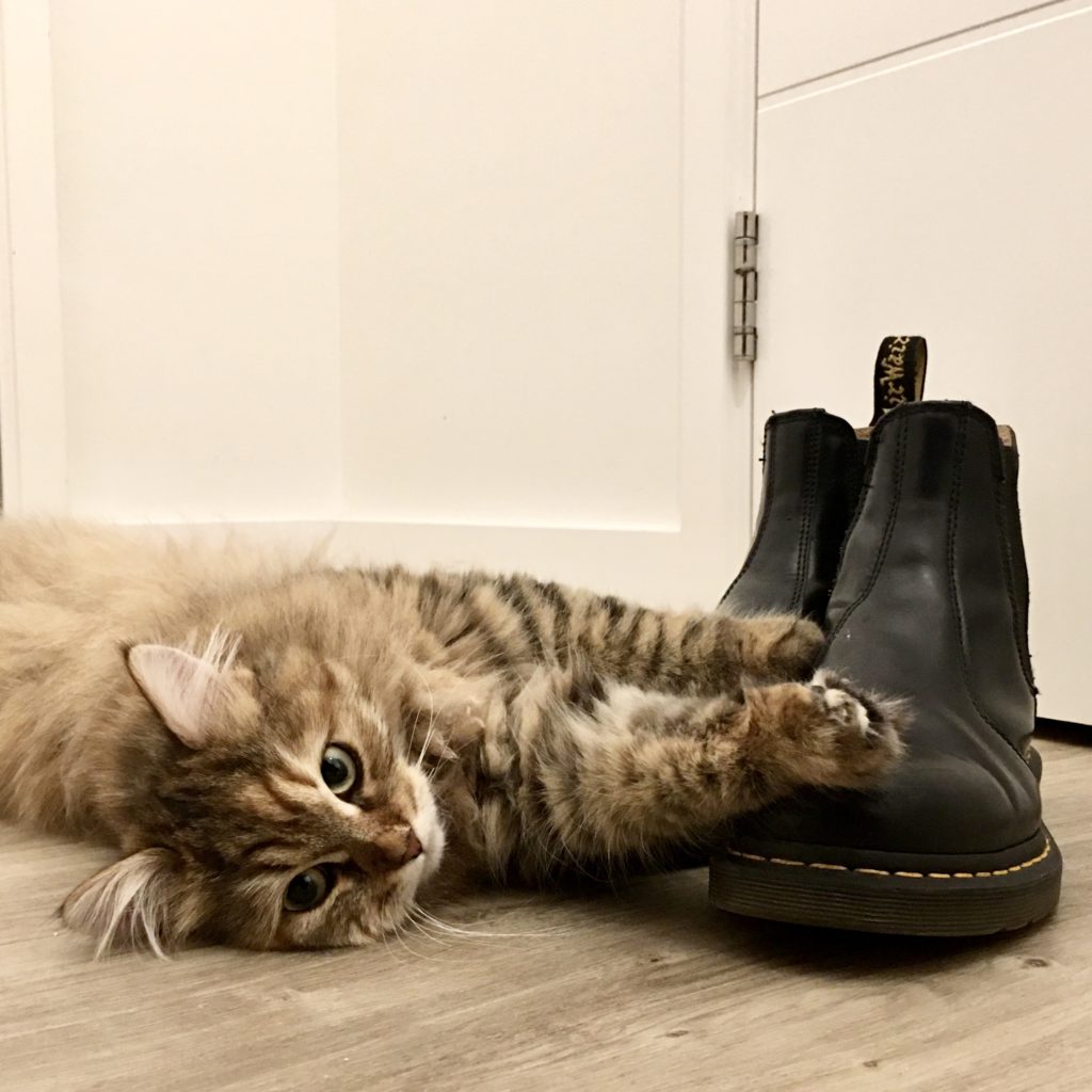 long haired fluffy tabby lying on floor with paws on a pair of black Doctor Martin boots