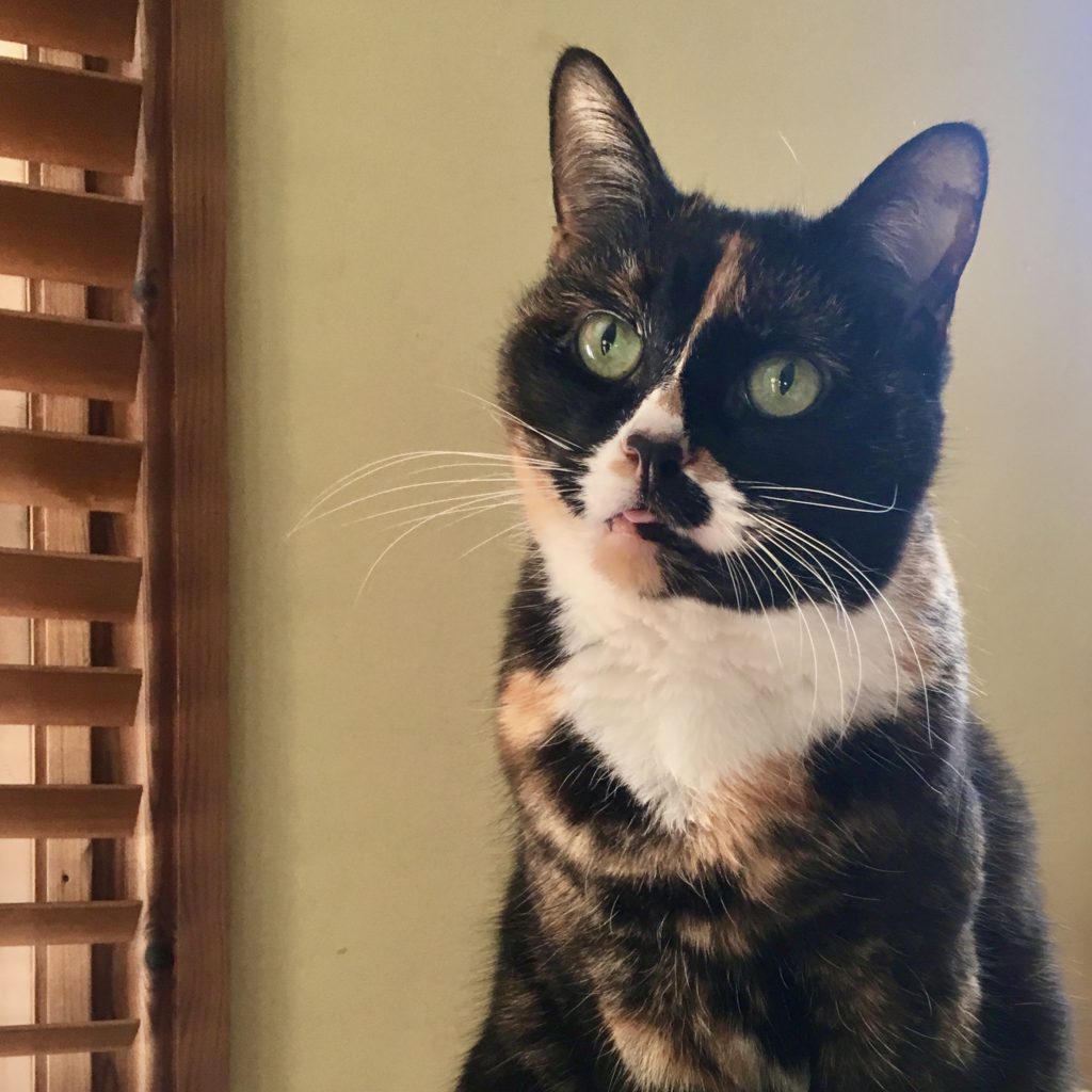 tortoiseshell cat gazing up to the left with a tiny bit of her tongue poking out