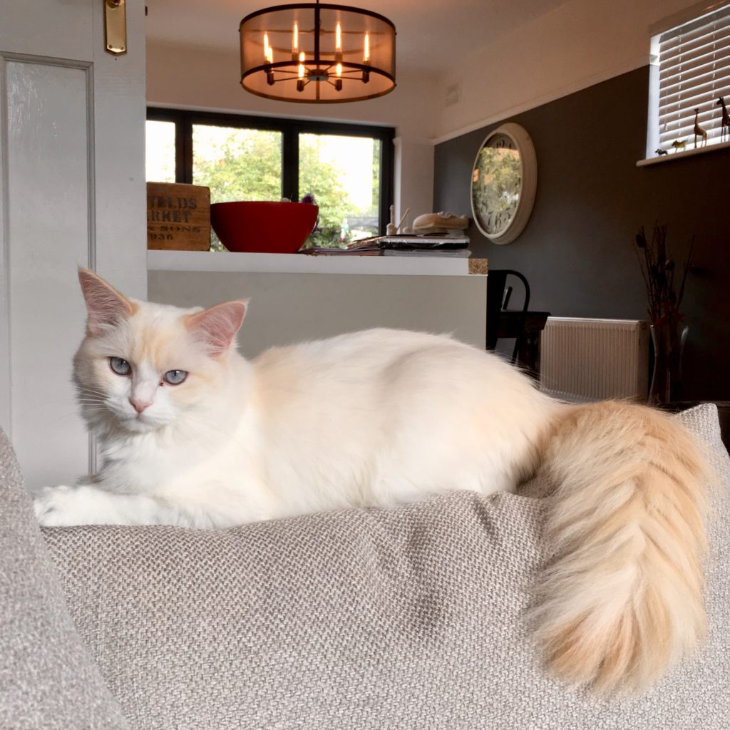 orange ragdoll cat with really fluffy tail, sitting on the back of a sofa