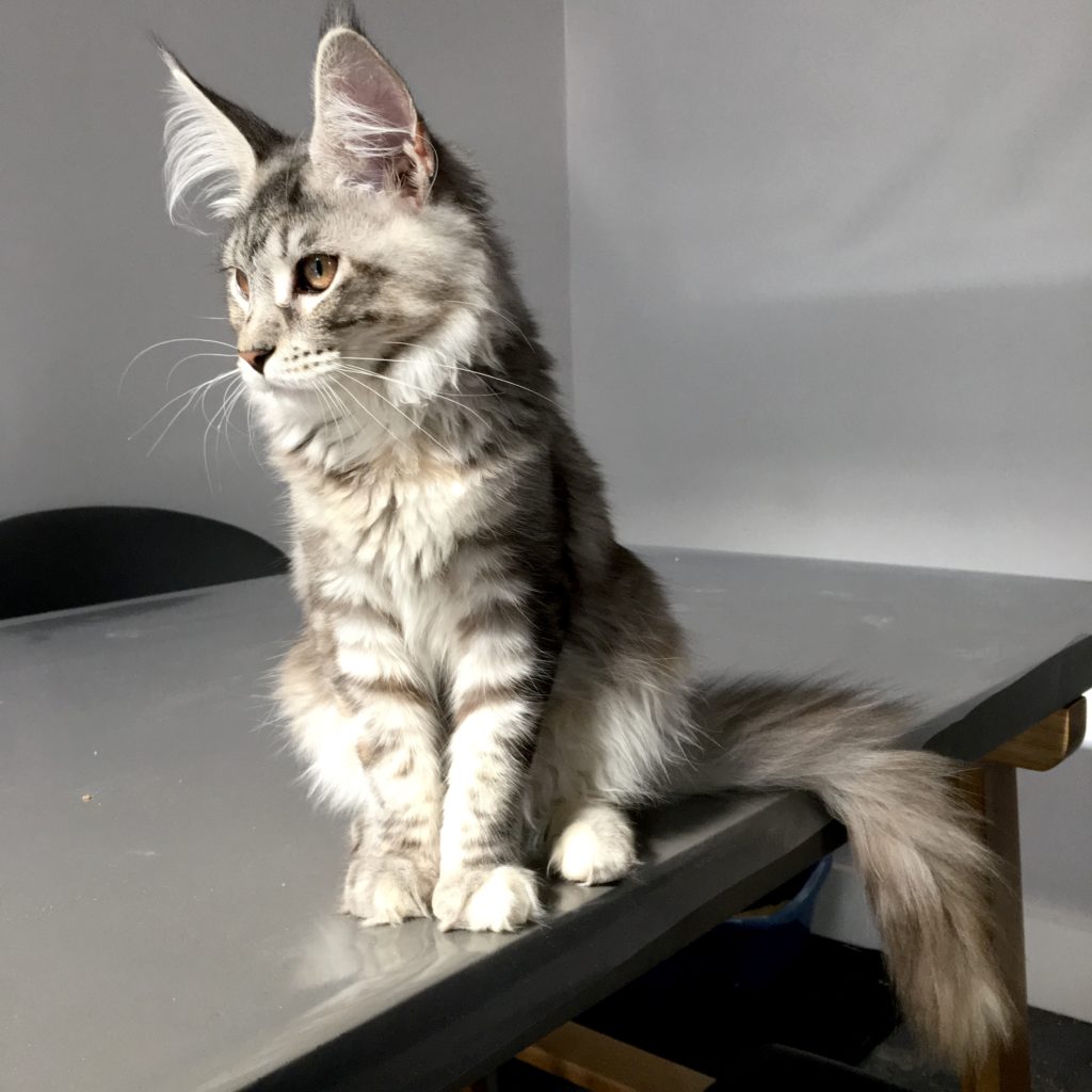 elegant silver grey maine coon kitten sitting on table