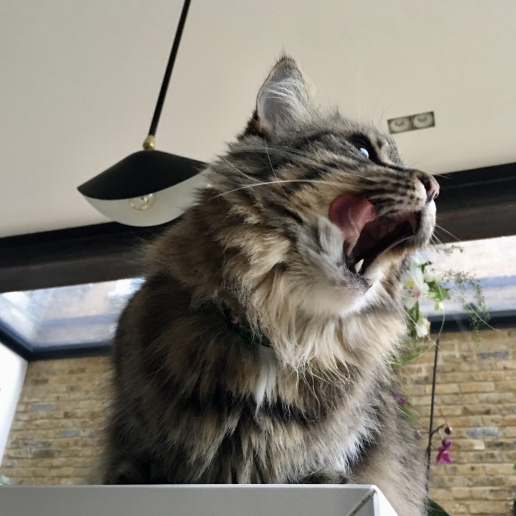 photo from underneath a long haired tabby with tongue out to one side, exposing a tooth