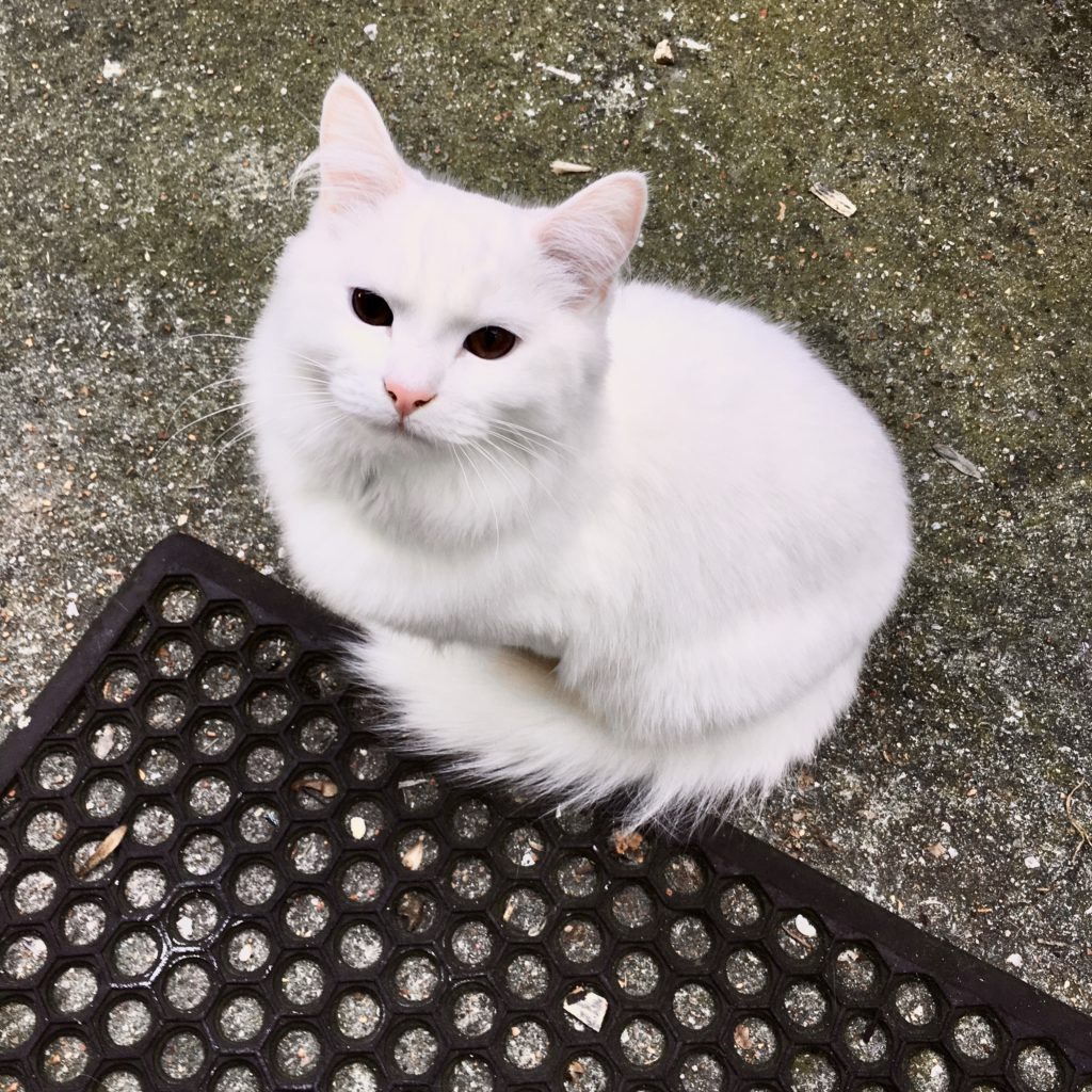 snow white fluffy white cat sitting outside, looking at camera