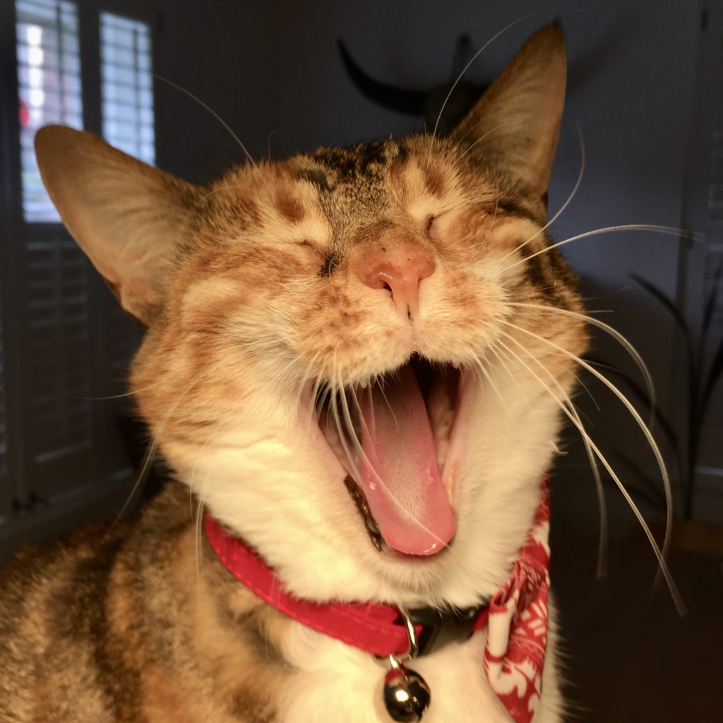 funny night time photo of a ginger tabby yawning  with eyes shut