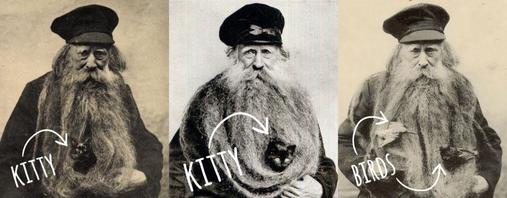 Three photos of the bearded louis coulon. Two show a cat in beard, another with birds.