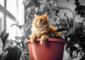 fluffy Ginger cat lying on the top of an indoor plant pot, surrounded by black and white plants